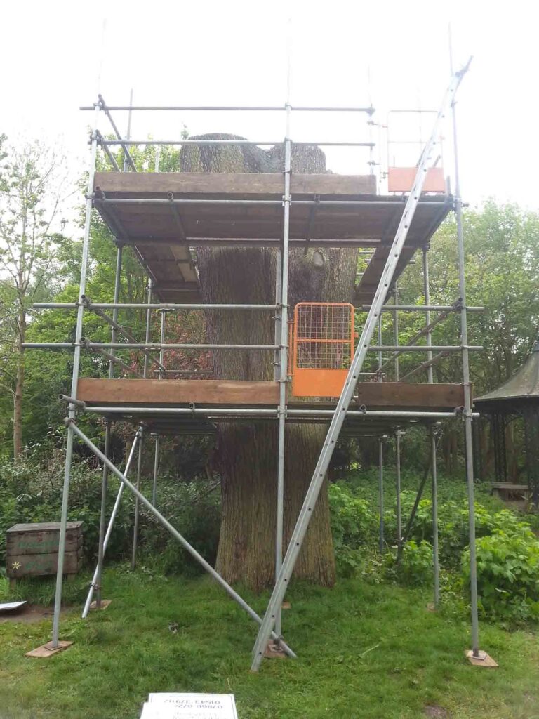 tree scaffolding